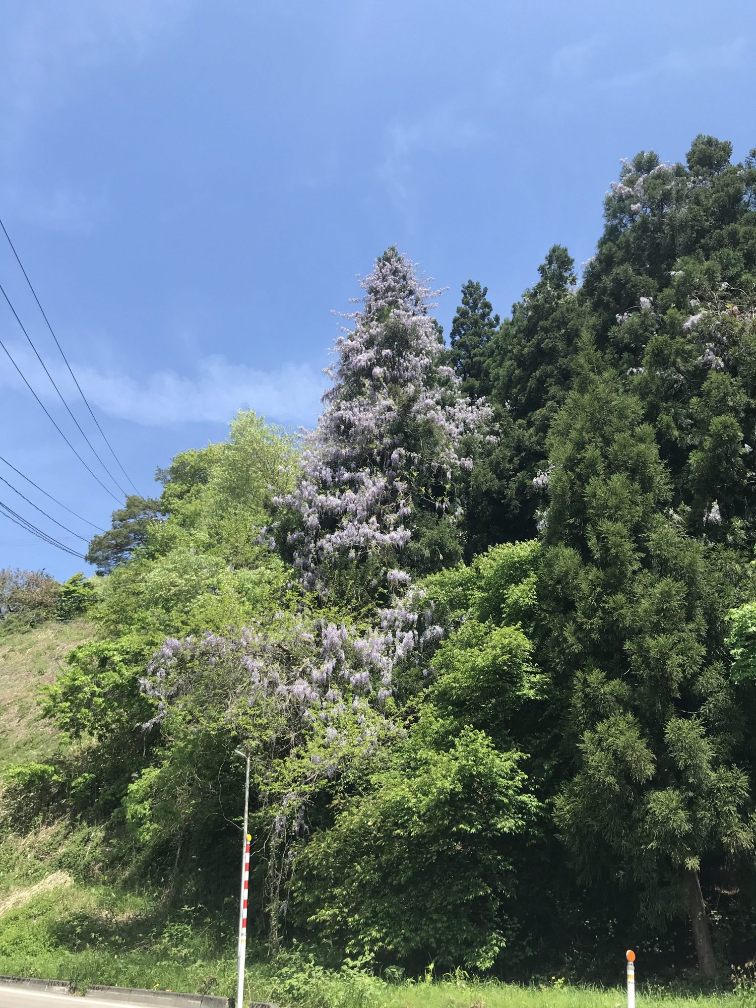 藤の花の写真