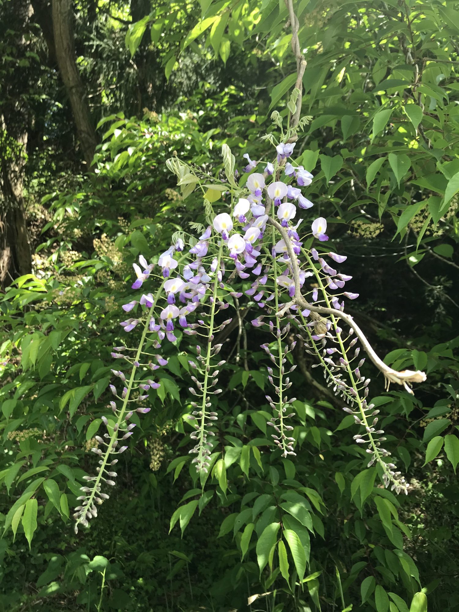 藤の花の写真2