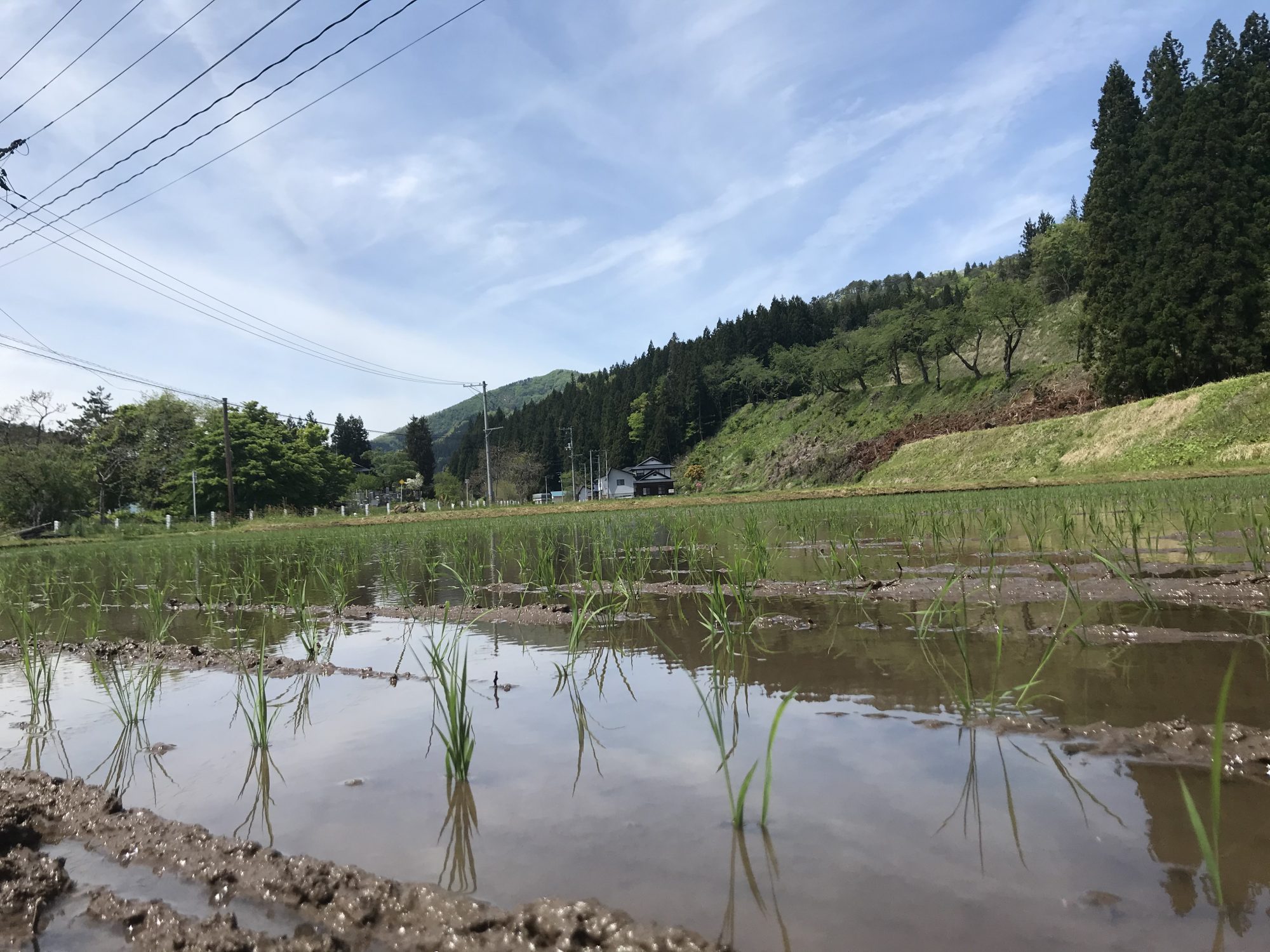 田んぼの写真
