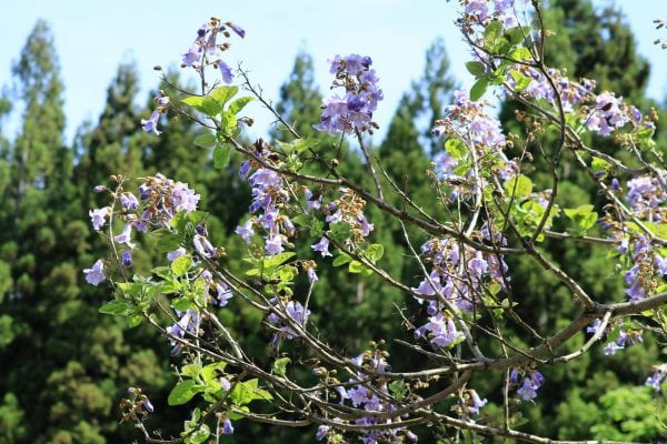 桐の花の写真1