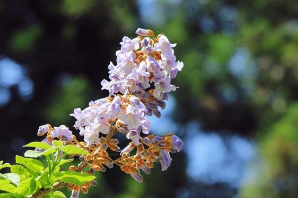 桐の花の写真2