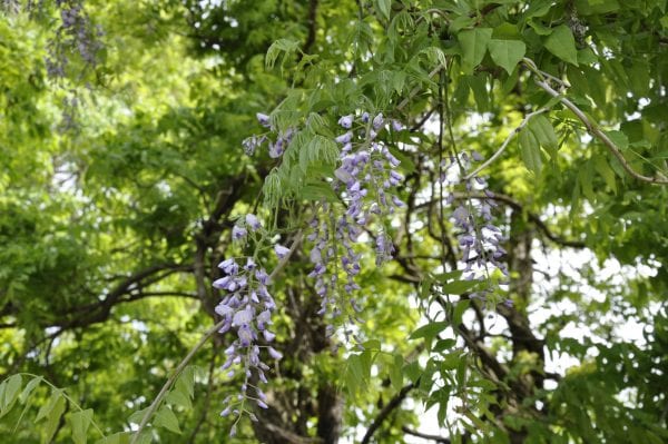 藤の花の写真1