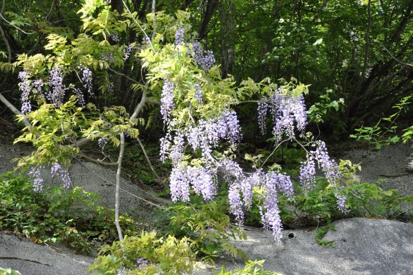 藤の花の写真2