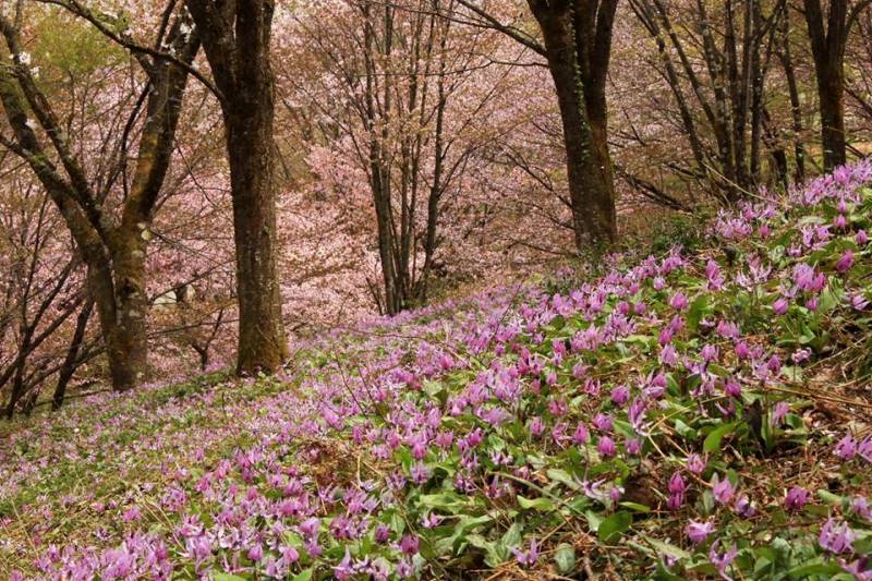 季節の画像　春36