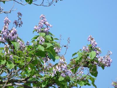桐の花の画像