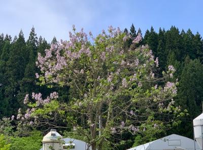 桐の花052402