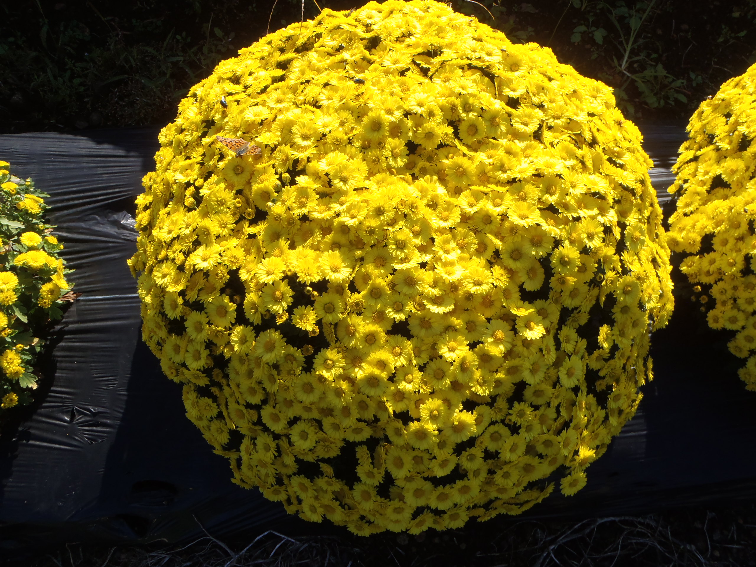 黄色のざる菊の画像