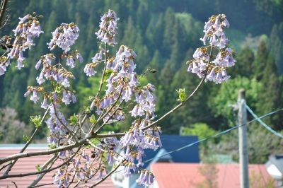 桐の花の画像