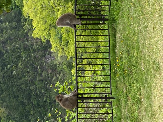 サルの画像